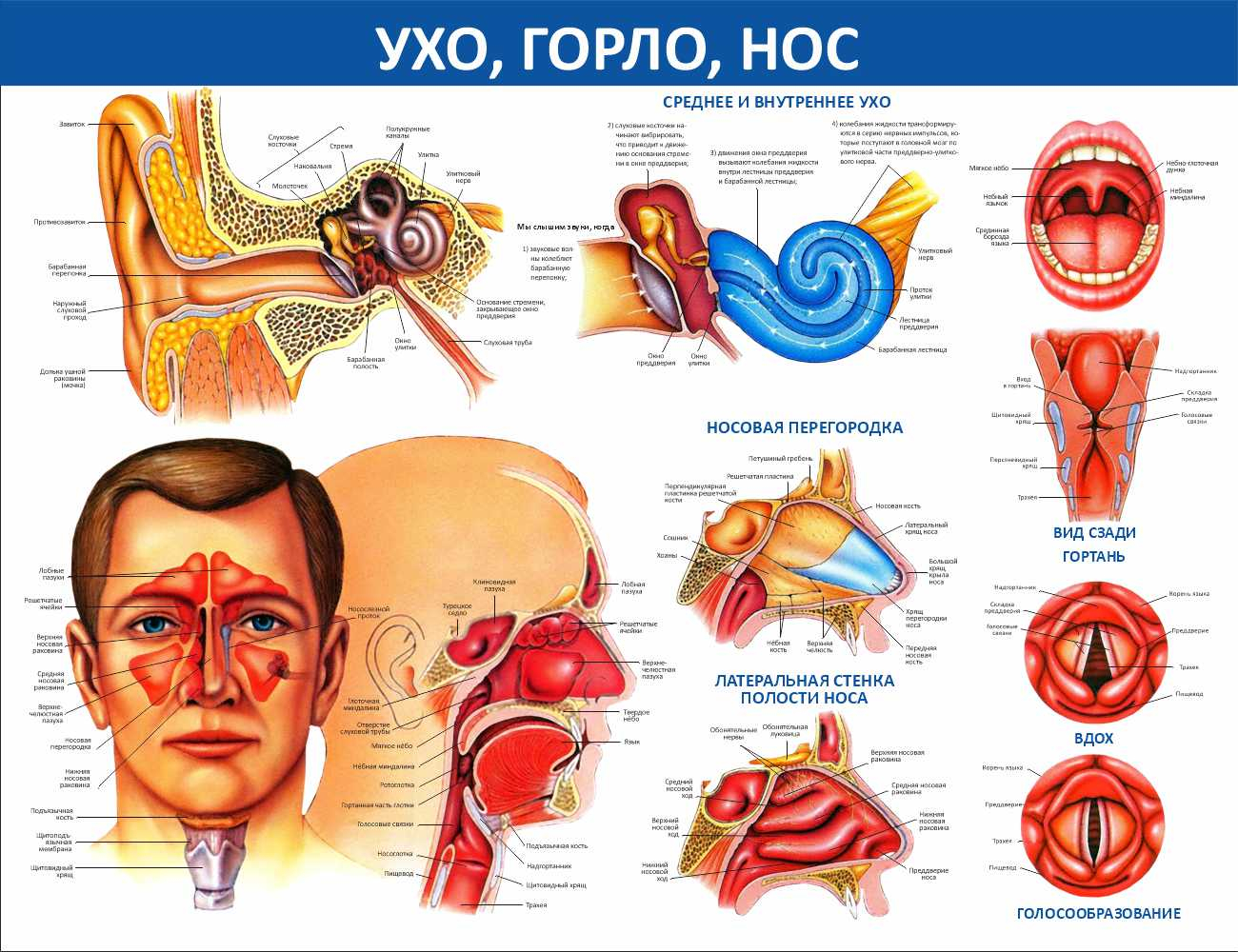 Ухо, горло, нос Северодвинск