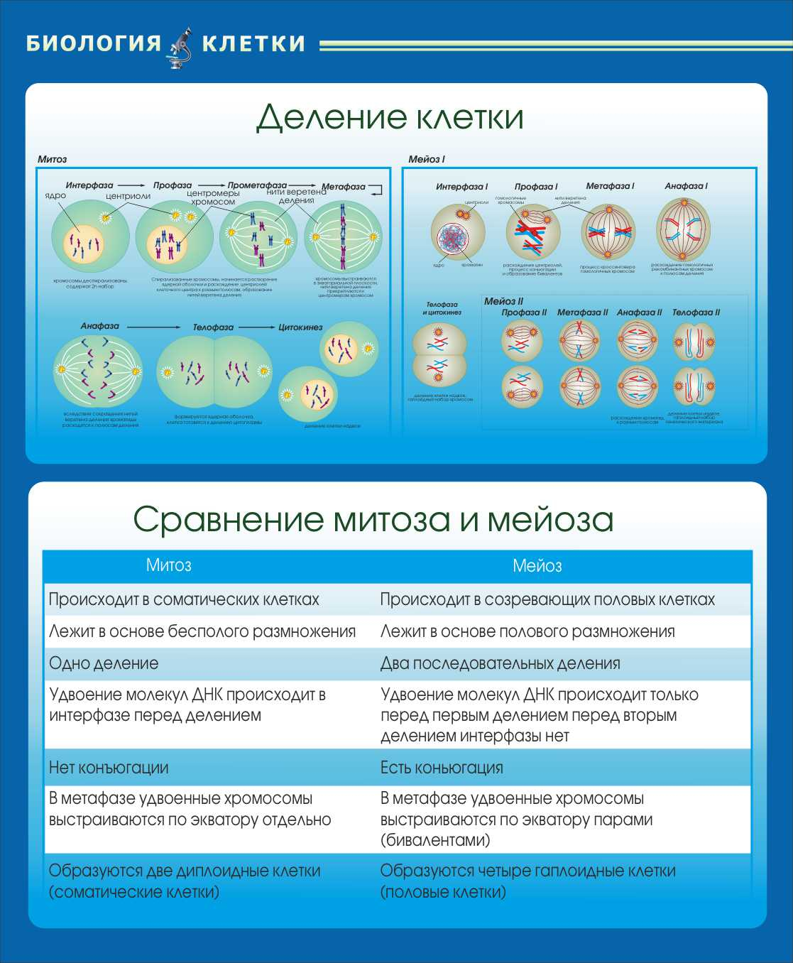 Деление клетки Сравнение митоза и мейоза в Северодвинске