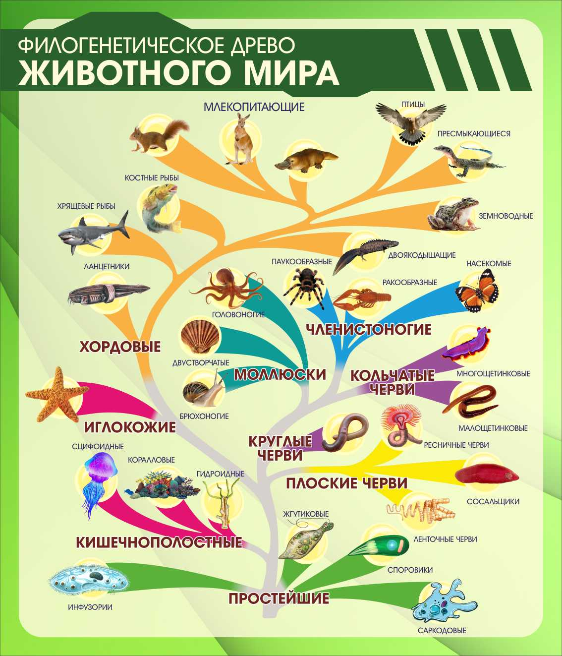 Филогенетическое древо животного мира в Северодвинске